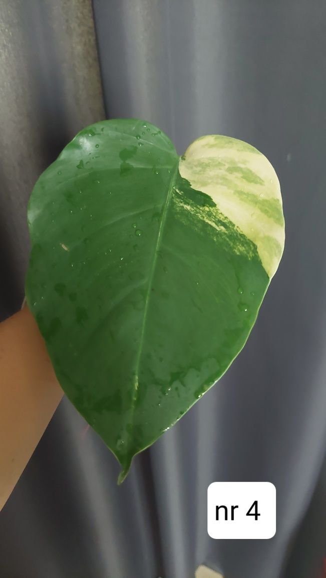 Monstera marmorata aurea