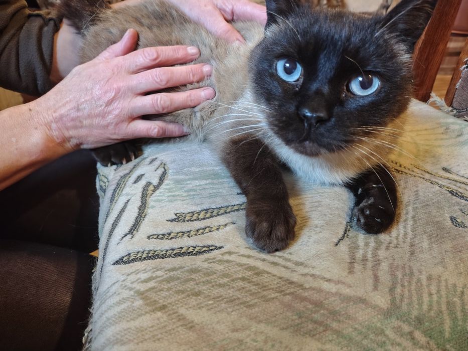 Найден сиамский кот!