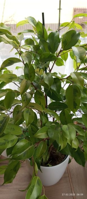Ficus Benjamina yellow gold