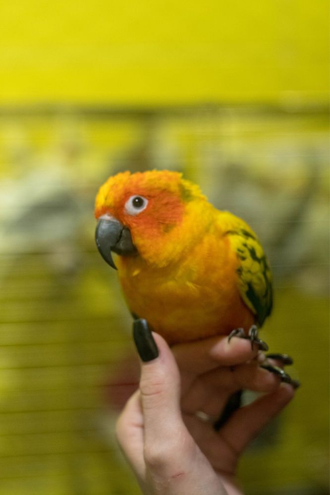 Самый яркий ручной попугай аратинга солнечный - ара в миниатюре