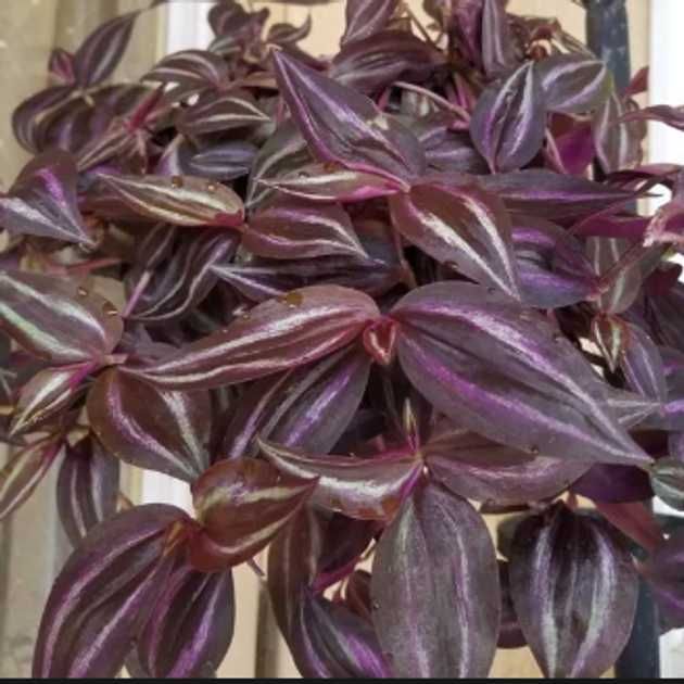 Традесканція  Бургунді  каллізія Рожева пантера Черепаха