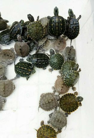 Черепахи водно-сухопутные Мауремисы, Граптемисы разные виды
