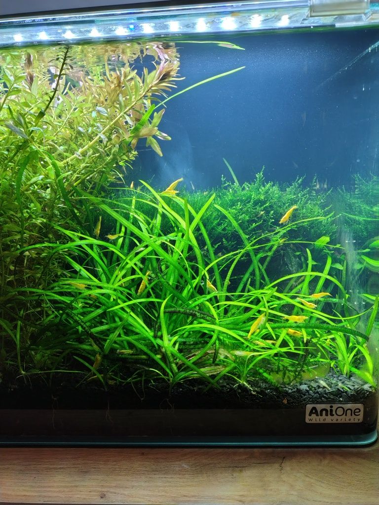 Sagittaria subulata - trawka akwariowa