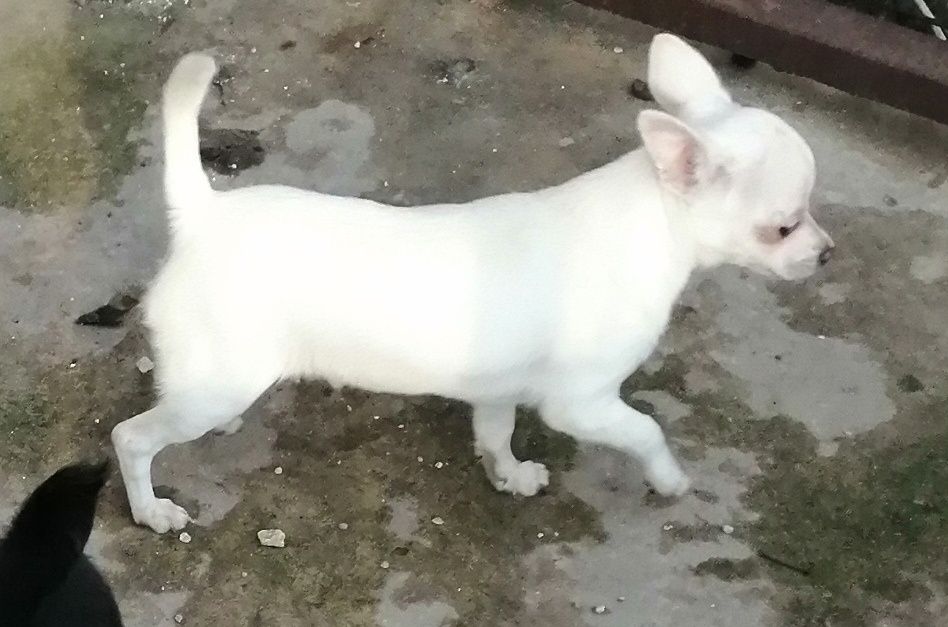 Chihuahua. Śliczny biały piesek.