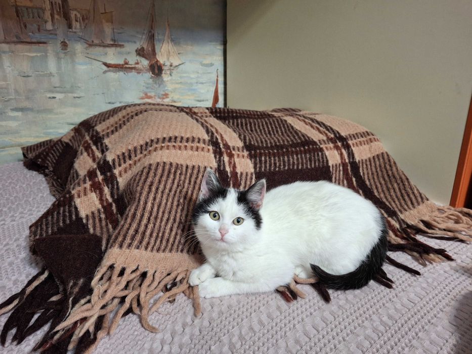 Кошечка, котенок, котик, котята Первомайськ