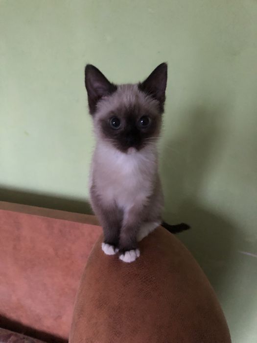 Отдам котенка в добрые руки Кривой рог!