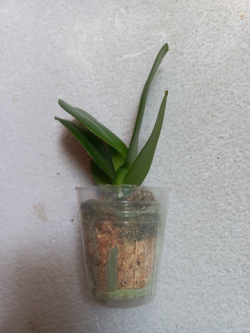 Орхидея Phal 5018 метелик, квіти 8,5 см, 1.7 (мох) , подросток