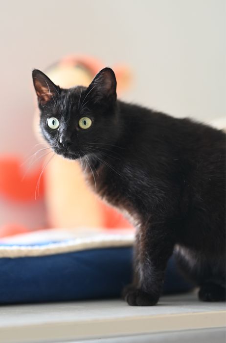 Przesłodka pieszczoszka szuka domu tymczasowego lub stałego, łagodna