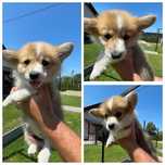 Welsh Corgi Pembroke  ZKwP