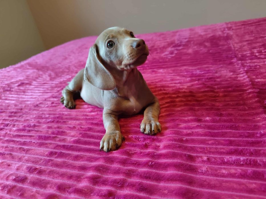 Jamnik miniaturowy Isabella suczka