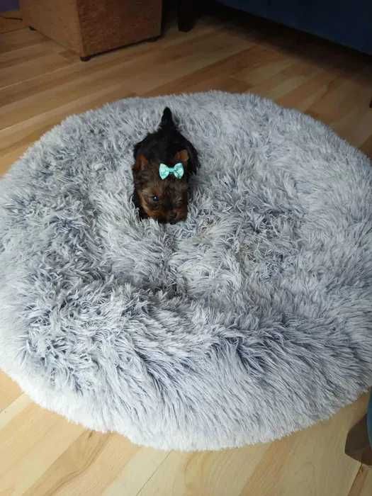 York Piesek miniaturka