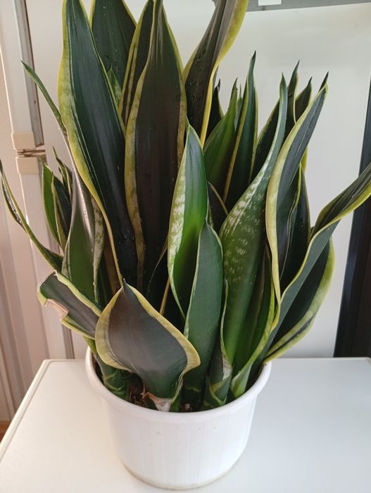 Сансавієрія домашня