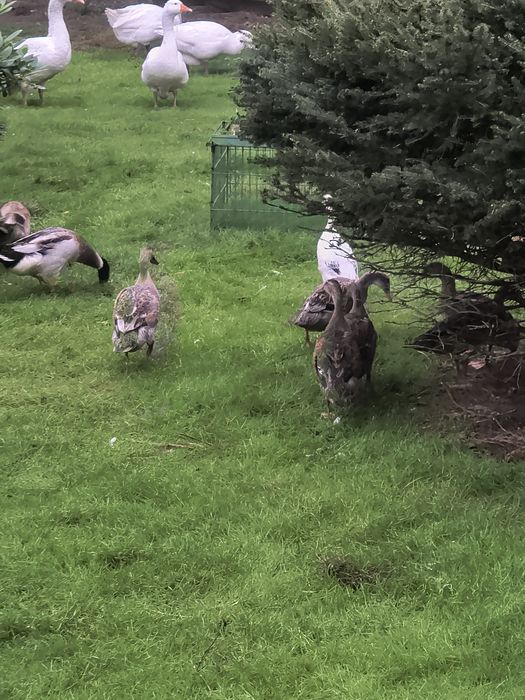 Kaczki biegusy indyjskie