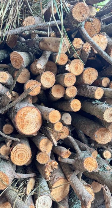 Vendo lenha de pinho seca Metro cúbico