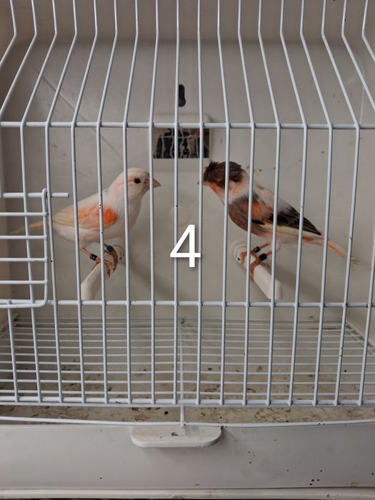 Canários Arlequim Português