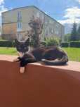 Piekny kocurek do adopcji