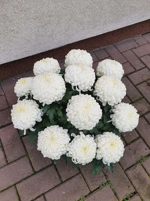 Chryzantemy mazowieckie