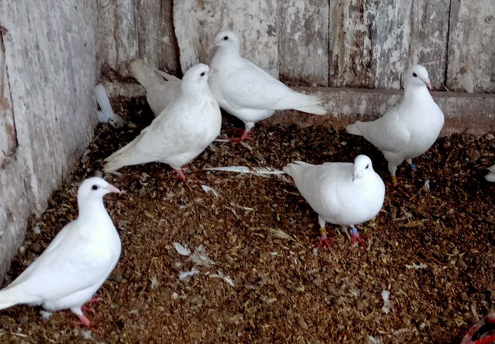 Pocztowe białe młode zamiana za zboże