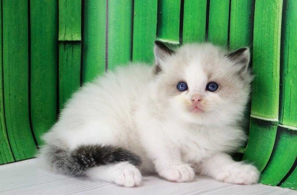 Дуже красива порода-Ragdoll. Самий ласкавий котик