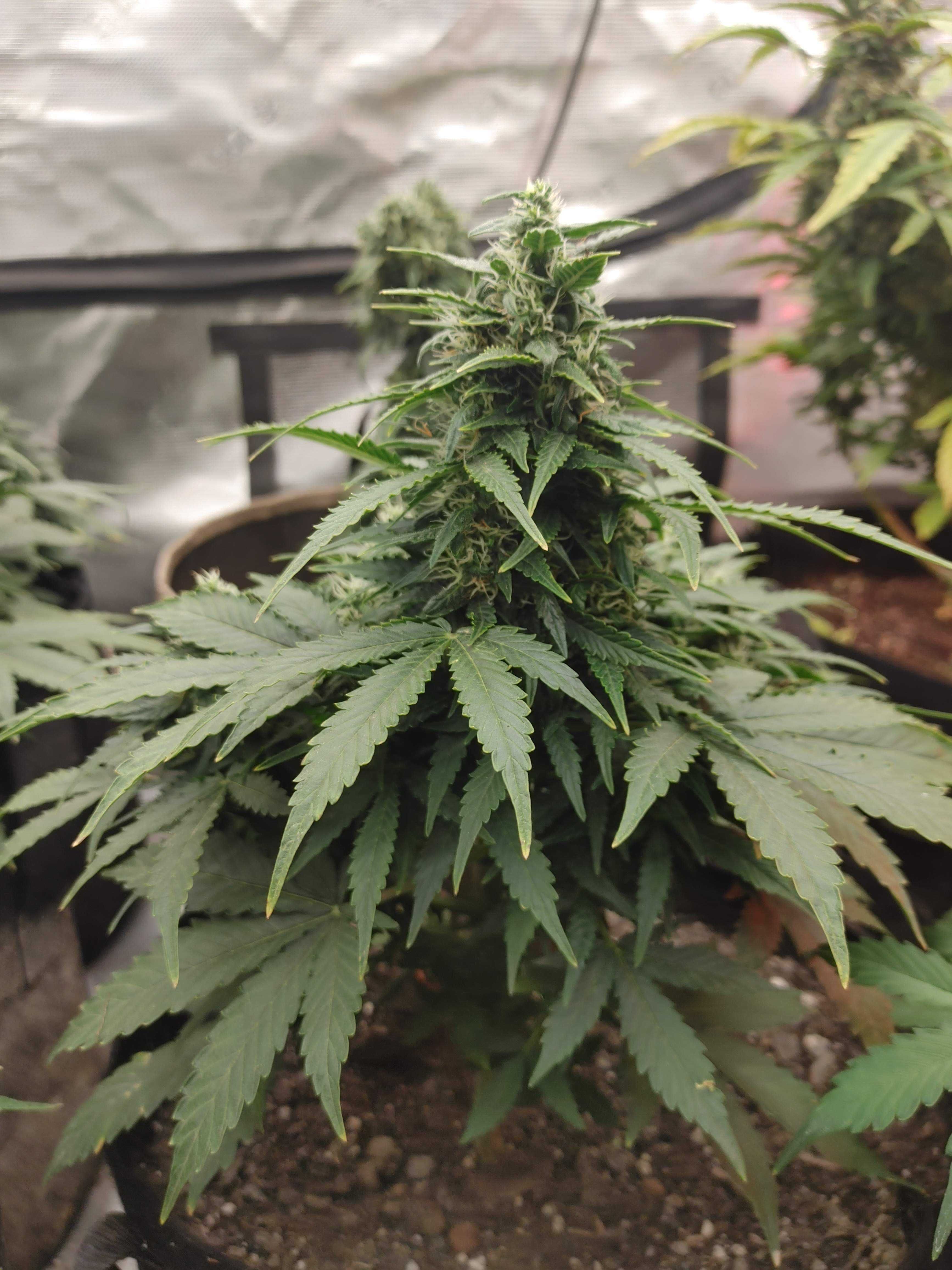 Auto White Widow kanadyjskie nasiona marihuany | 3 szt