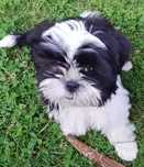 Shih Tzu 4-ro pokoleniowy rodowód (Scot)
