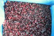 Żurawina suszona cięta, karton 11,34 kg - wysyłka!
