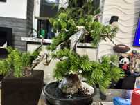 Drzewko Bonsai bon-sai Artystyczne, Drzewko Japońskie Premium