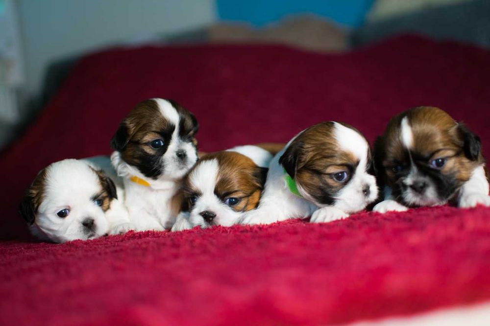 Śliczny piesek Shih Tzu GOTOWY DO ZMIANY DOMKU