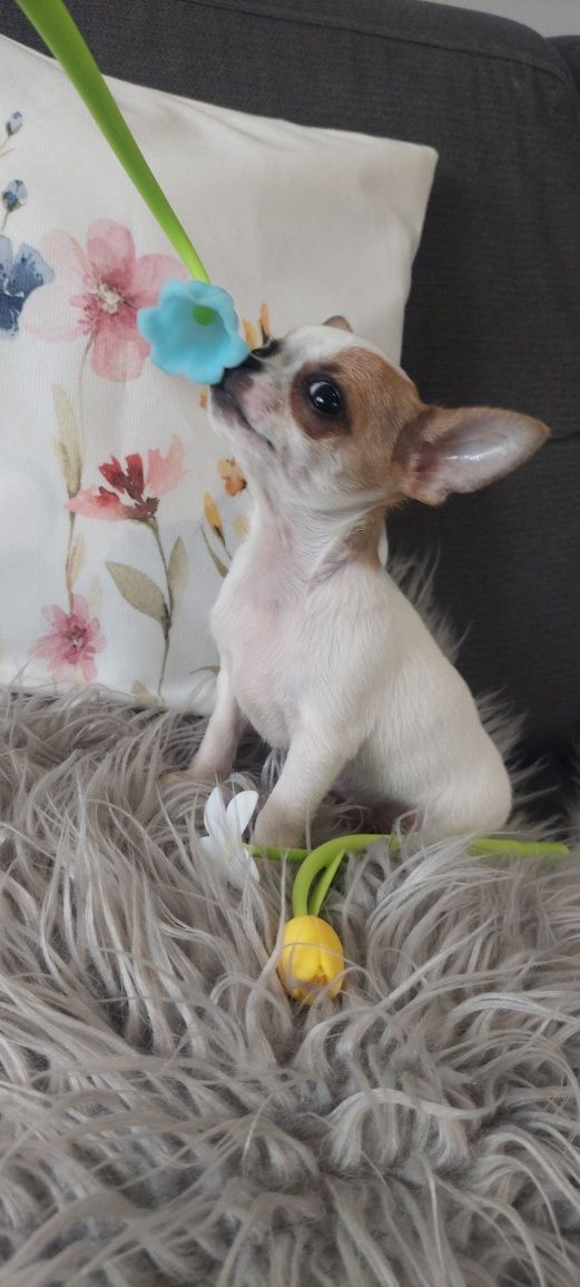 ZAREZERWOWANY !!! Chihuahua malutki piesek