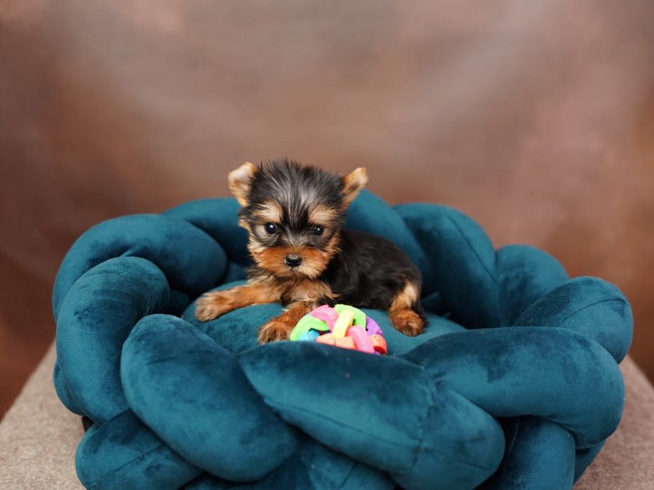 Маленька принцеса шукає замок — Йоркширська дівчинка!