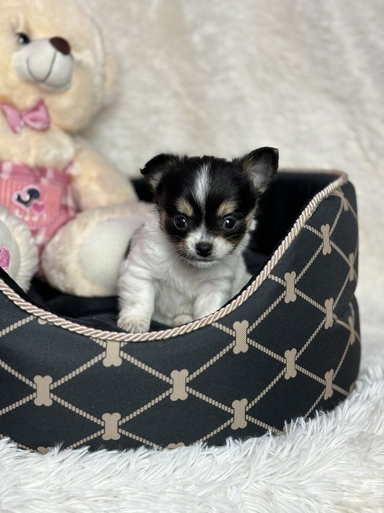 Mini Wyjątkowy Piesek Chihuahua Rodowód