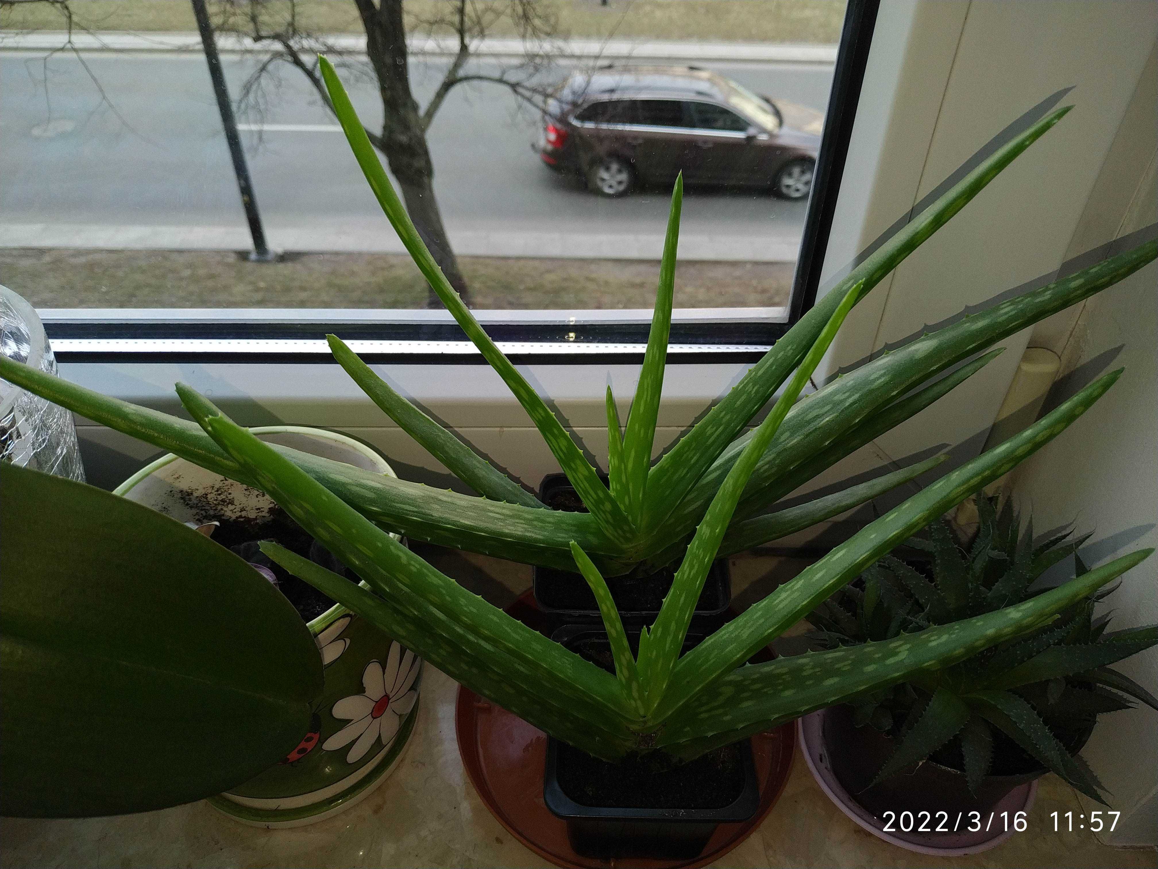 Aloes aloe vera duży zdrowy