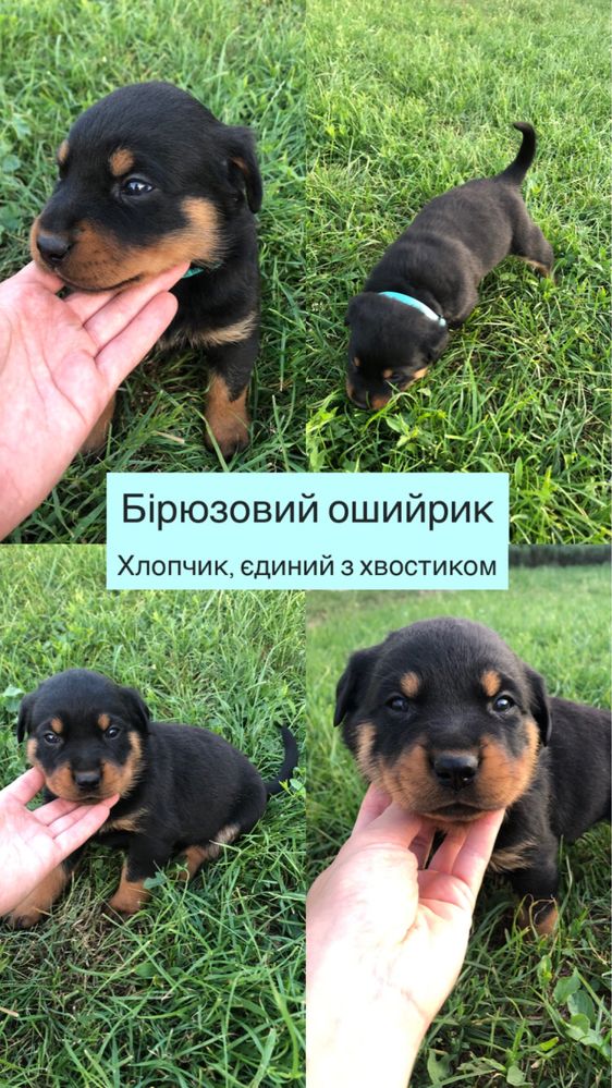 Цуценята Ротвейлера, чистокровні