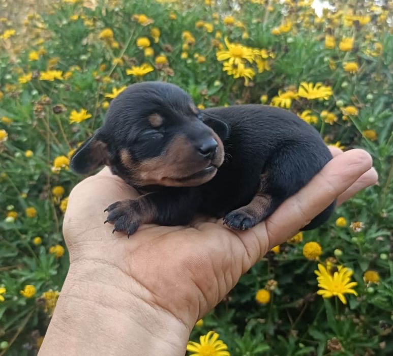 Teckel  kanichen preto afogueado