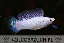 Molinezja żaglopłetwa srebrna - XL - Poecilia velifera - dowóz