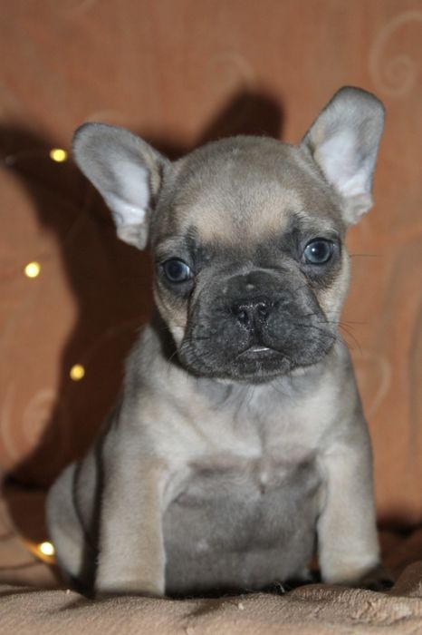 Супер генний хлопчик