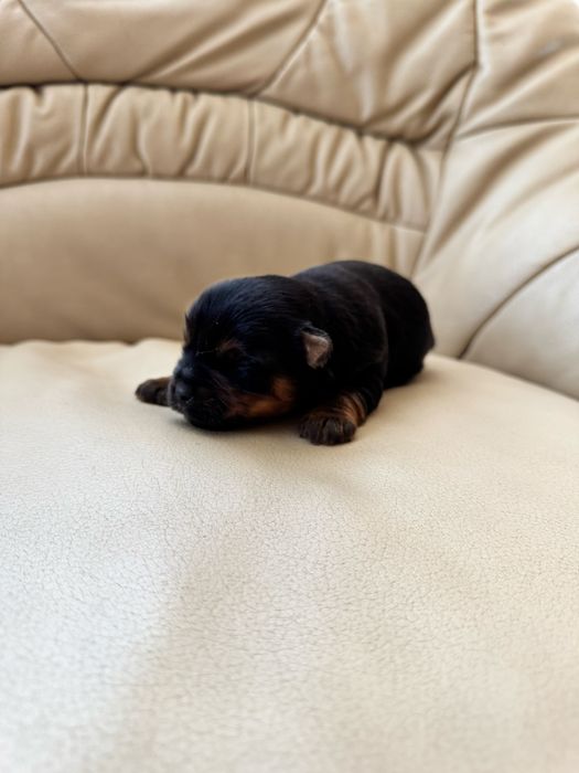 Йоркширський терєр