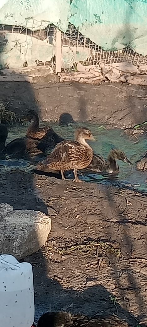Patos lindíssimos,vários casais
