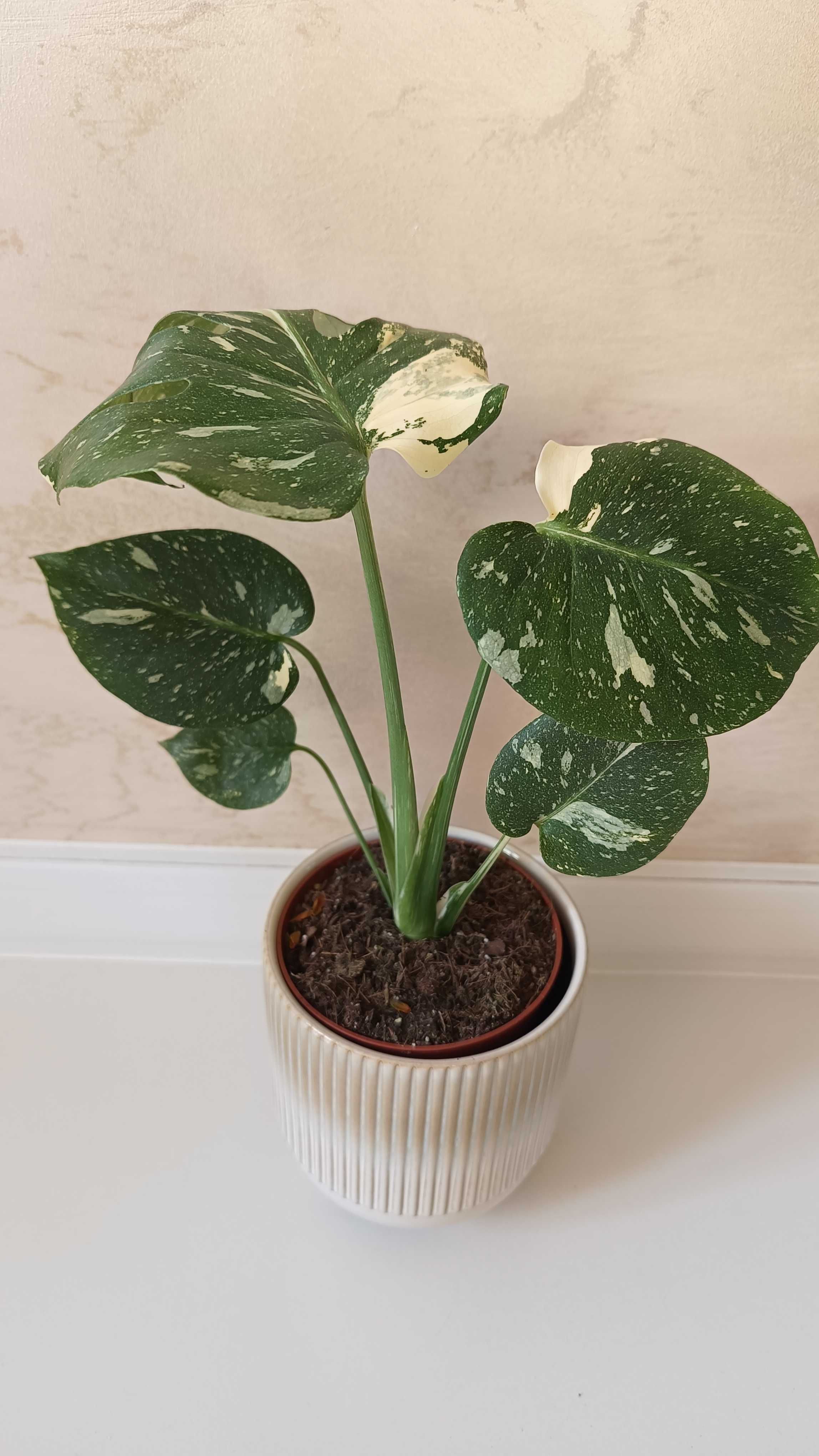 Monstera Thai Constellation