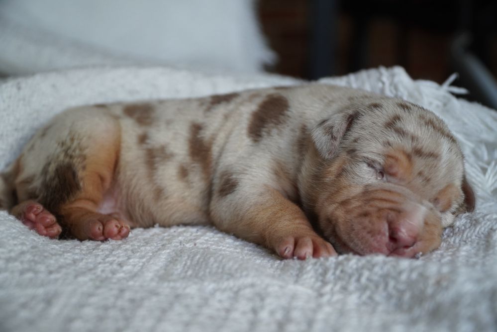 American Bully XL ABKC tri merle