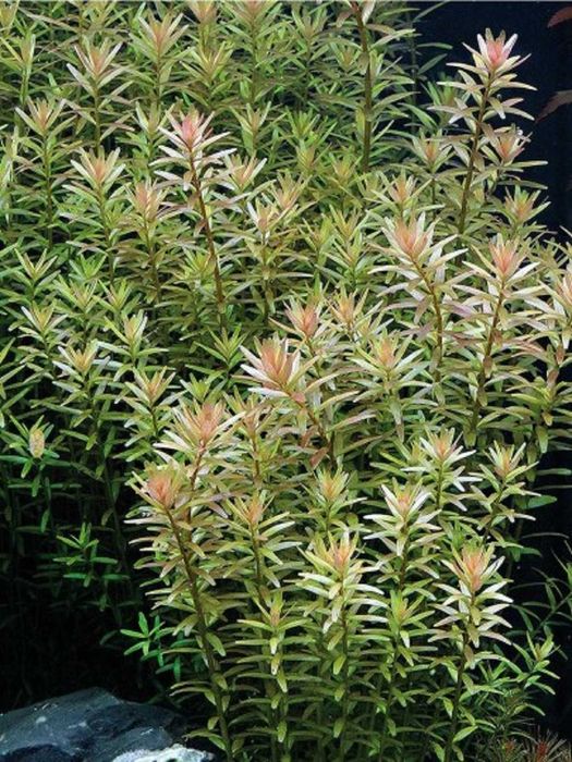 Rotala rotundifolia - Rotala okrągłolistna