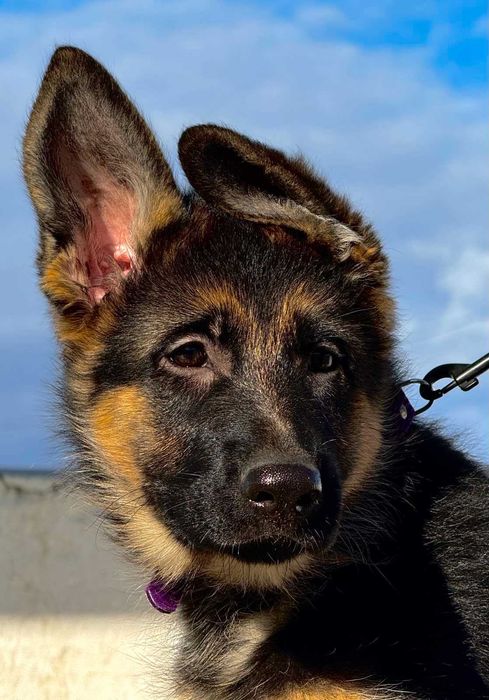 Цуценята німецької вівчарки