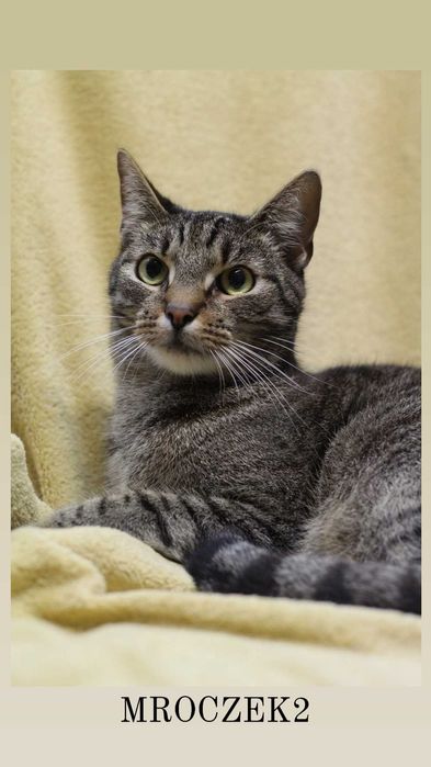 Drugi z braci Mroczek poleca się do adopcji