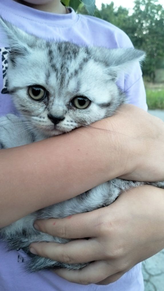 Продам красивих кошенят