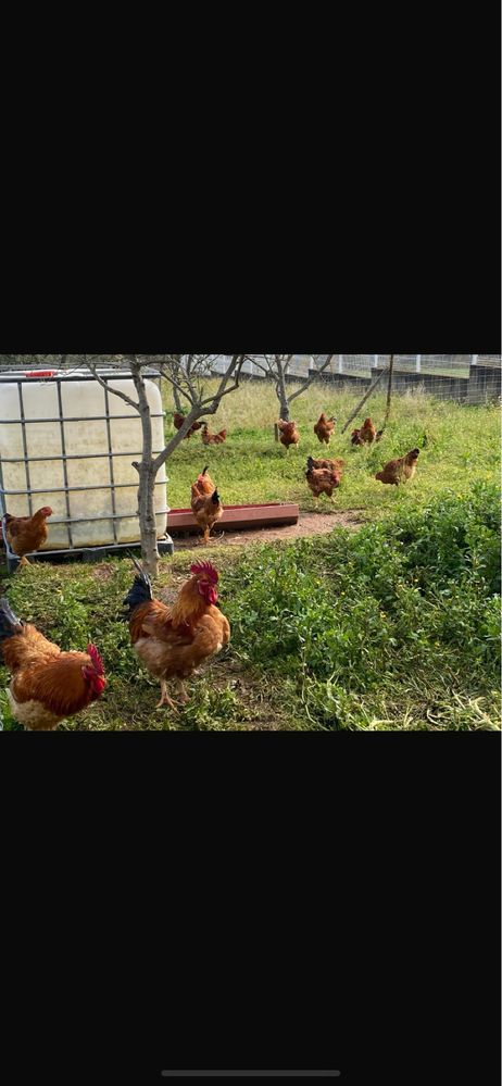 Perus caseiros,galos  do campo patos mudos,e fracas de boa qualidade