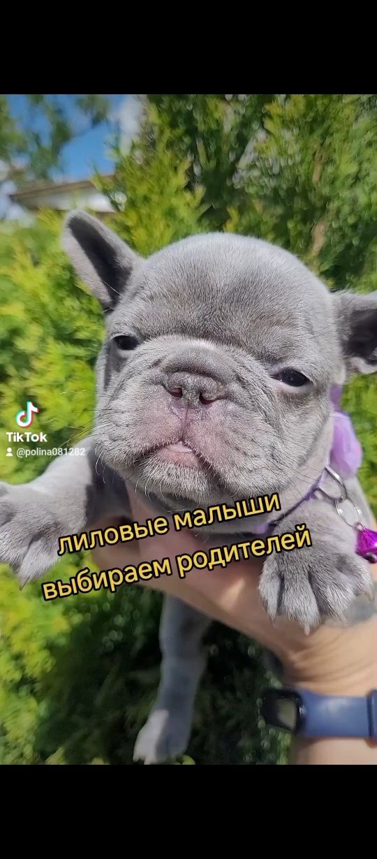 Лиловые малыши! Люкс качество