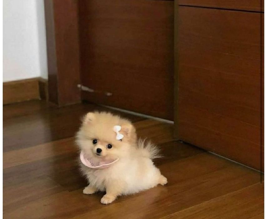 Spitz/ Lulu Pomerânia