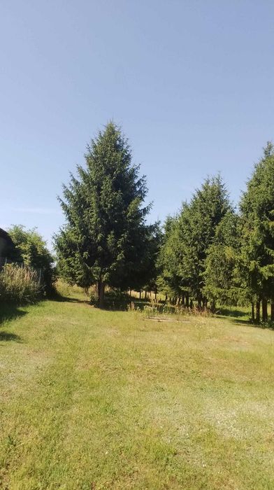 Oddam drewno za darmo po dokonanej wycince