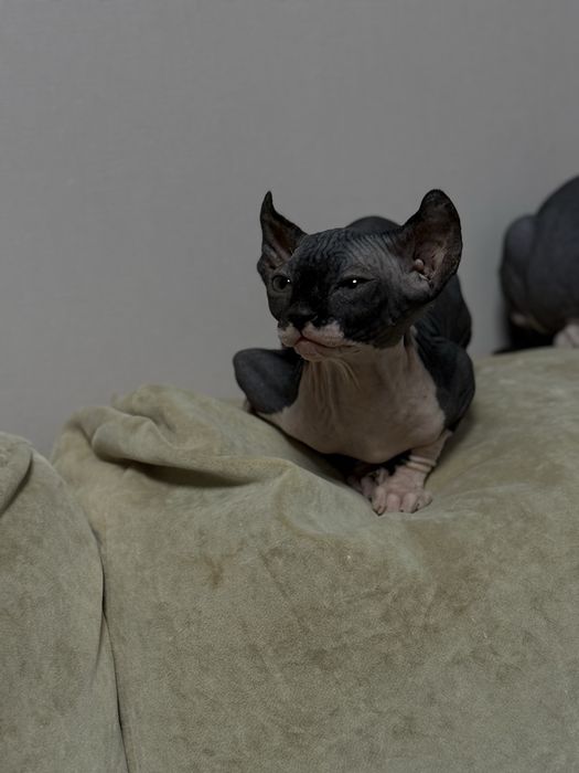 ельф шукає сімью