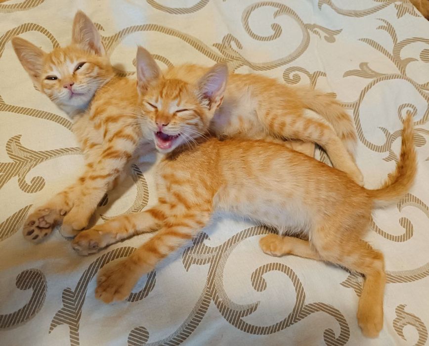 Котята отдам красивый котенок девочка